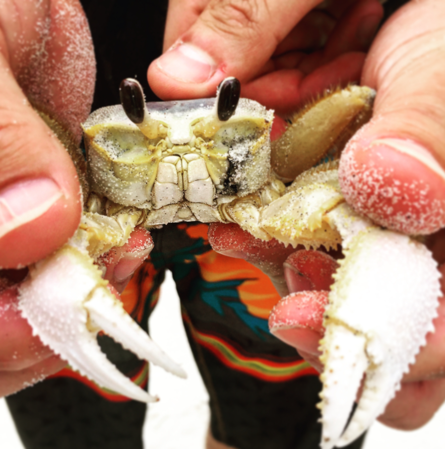 Ghost Crab