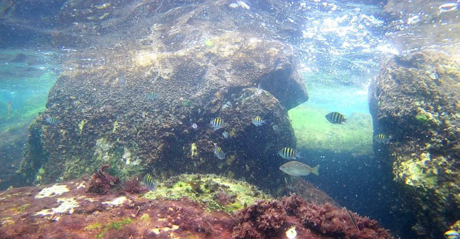 Reef near St. Andrews