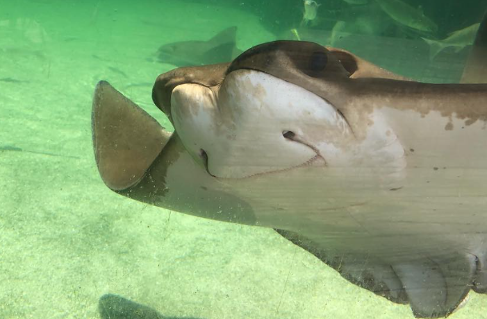 Marine Science Minor