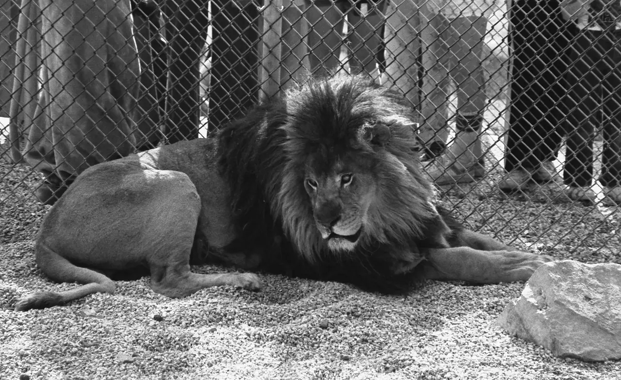 Leo I, a maned African lion, resting in his enclosure while visitors watch from behind the fence