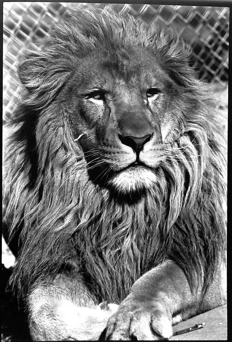 Close portrait of Leo II, a maned lion, with his paws crossed in front of him