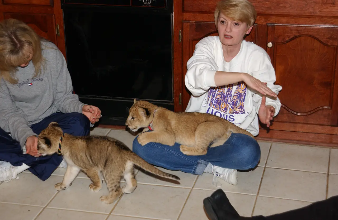 Leo III and Una as cubs, playing on a kitchen floor between two caretakers